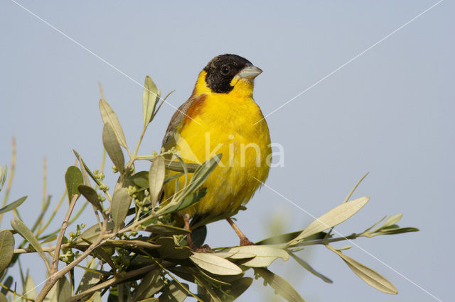 Black-headed bunting (Emberiza melanocephala)