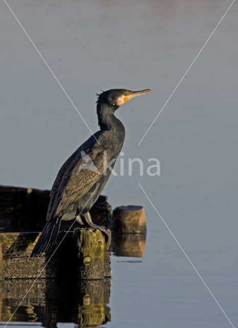 Great Cormorant (Phalacrocorax carbo)