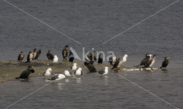 Great Cormorant (Phalacrocorax carbo)
