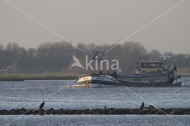 Great Cormorant (Phalacrocorax carbo)