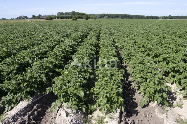 Aardappel (Solanum tuberosum)