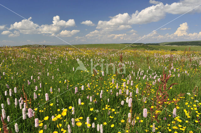 Common Bistort (Persicaria bistorta)