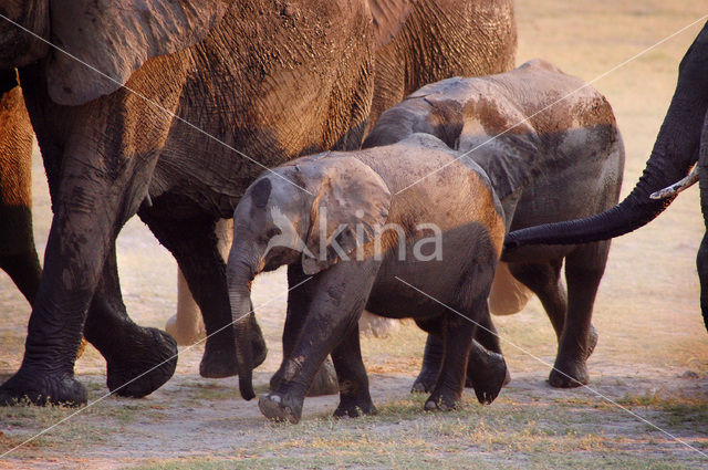 African elephant (Loxodonta africana)