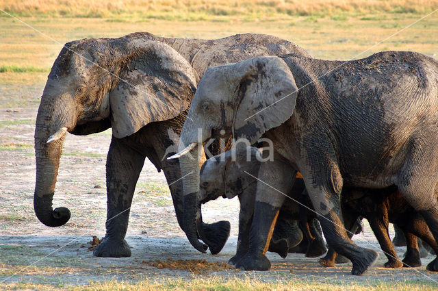 African elephant (Loxodonta africana)