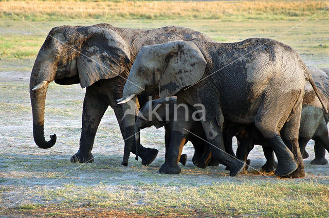 Afrikaanse olifant (Loxodonta africana)