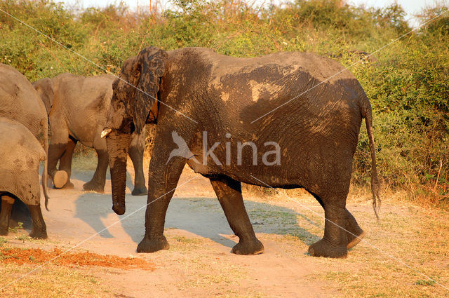 African elephant (Loxodonta africana)