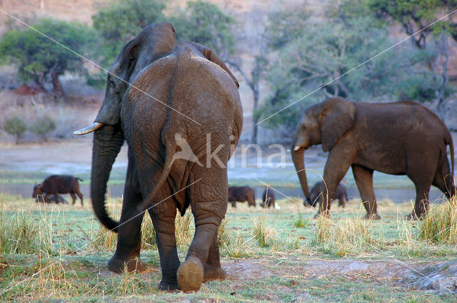 Afrikaanse olifant (Loxodonta africana)