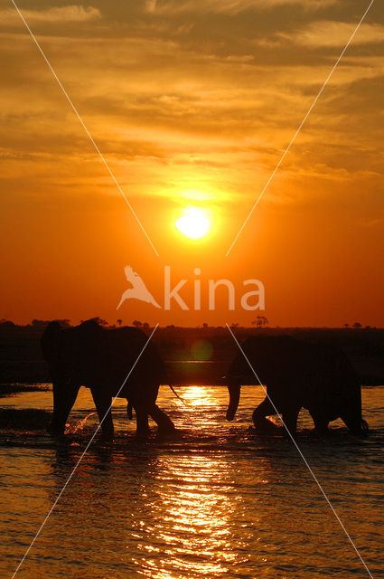 Afrikaanse olifant (Loxodonta africana)