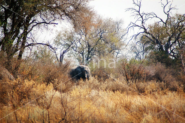 Afrikaanse olifant (Loxodonta africana)