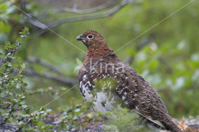 Alpensneeuwhoen (Lagopus muta)