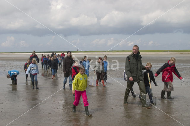 Ameland