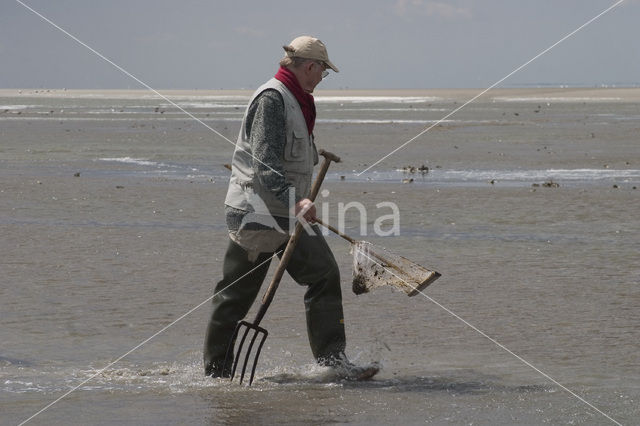 Ameland