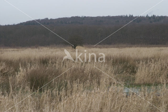 Amerongse Bovenpolder