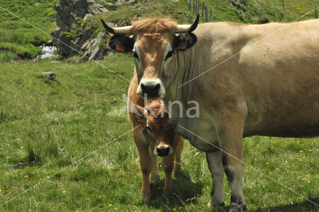 Aubrac Cow (Bos domesticus)