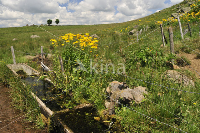 Aubrac