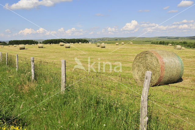 Aubrac