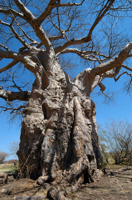 Baobab (Adansonia digitata)