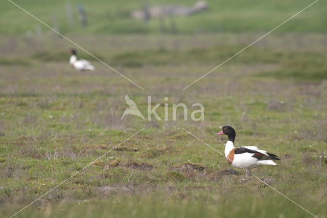 Shelduck (Tadorna tadorna)