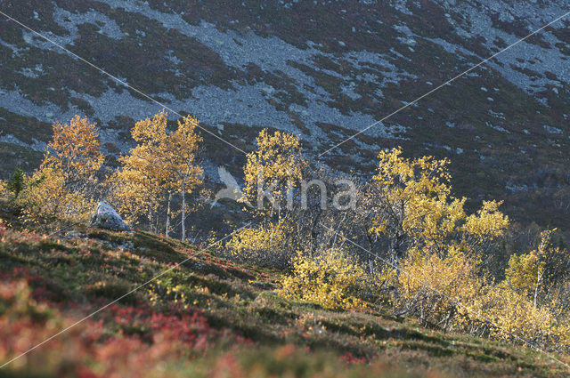 Berk (Betula)