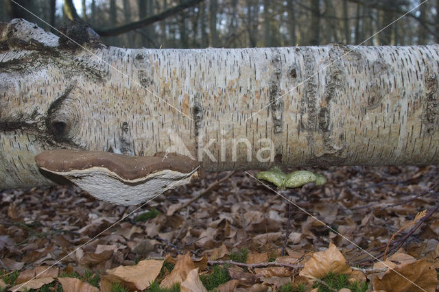 Berkenzwam (Piptoporus betulinus)