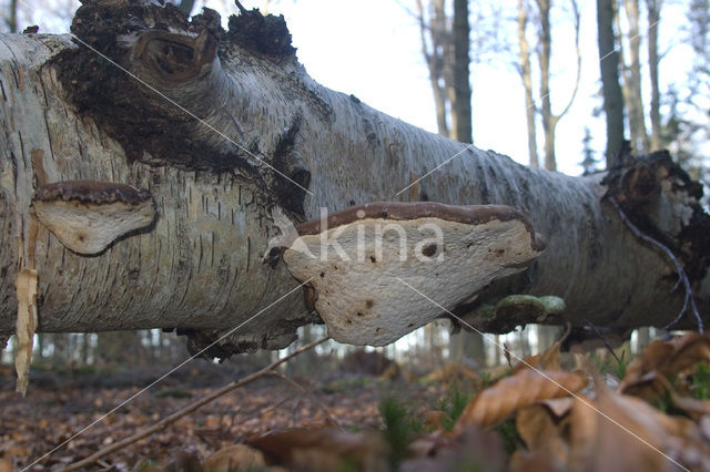 Berkenzwam (Piptoporus betulinus)