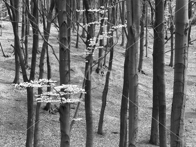 Beech (Fagus sylvatica)
