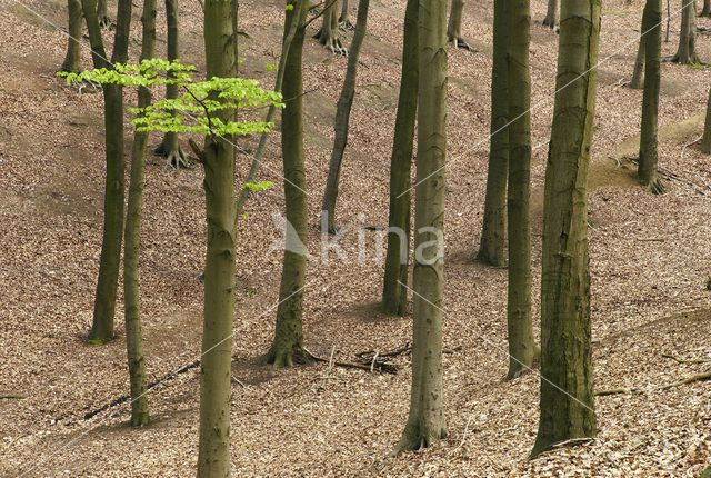 Beech (Fagus sylvatica)