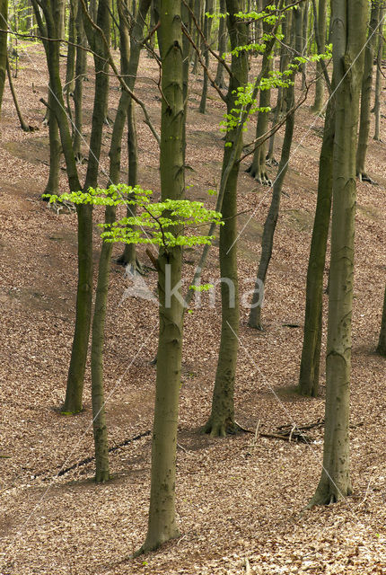 Beech (Fagus sylvatica)