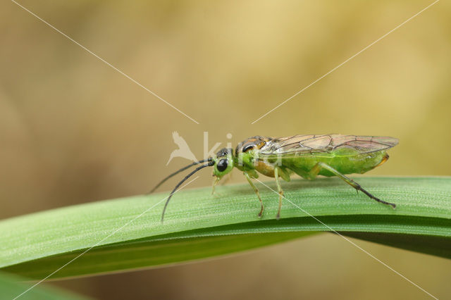 sawfly