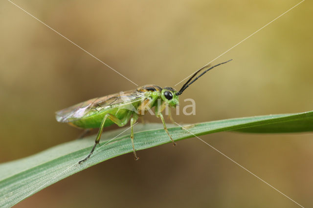 sawfly