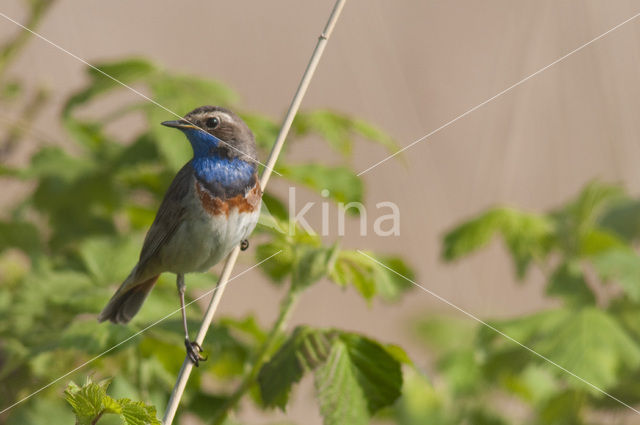 Blauwborst (Luscinia svecica)