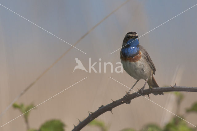 Bluethroat (Luscinia svecica)