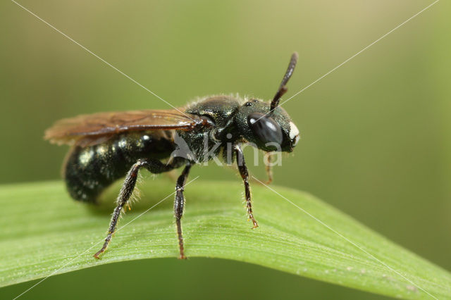 Blauwe ertsbij (Ceratina cyanea)