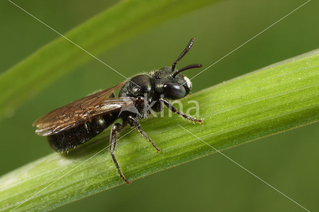 Blauwe ertsbij (Ceratina cyanea)