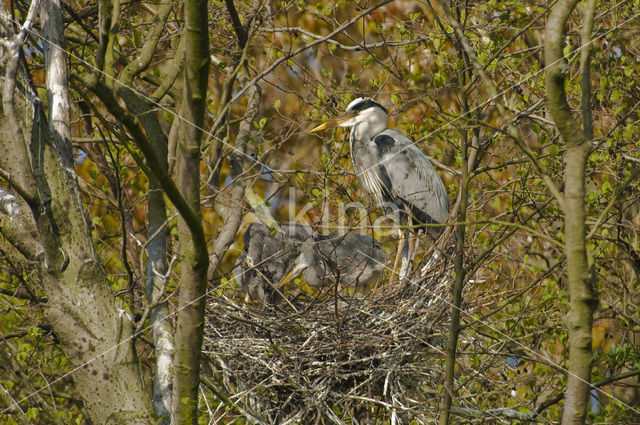 Blauwe Reiger (Ardea cinerea)