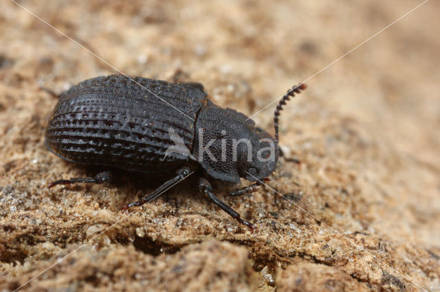 Bolitophagus reticulatus