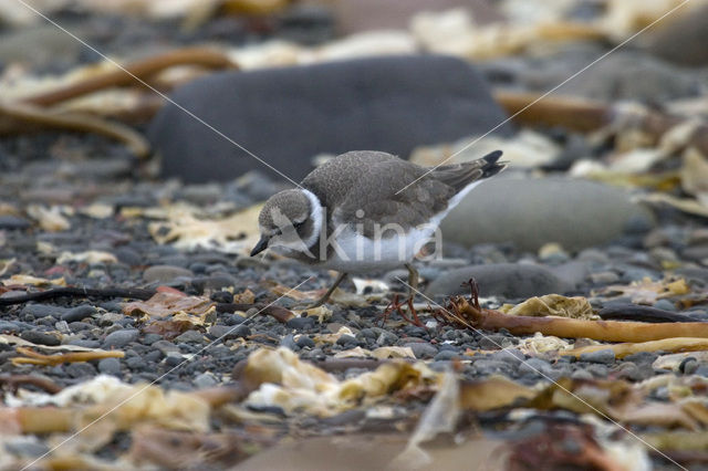 Bontbekplevier (Charadrius hiaticula)