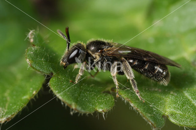 Neat Mining Bee (Lasioglossum nitidiusculum)