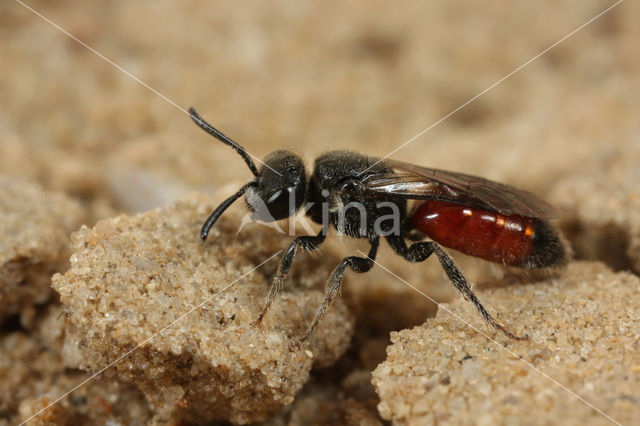 Sphecodes ephippius