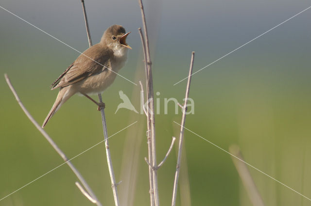 Marsh Warbler (Acrocephalus palustris)