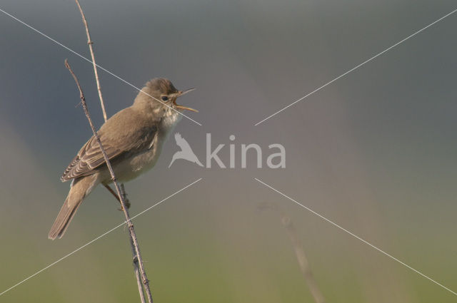 Marsh Warbler (Acrocephalus palustris)