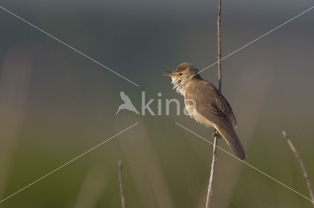 Bosrietzanger (Acrocephalus palustris)