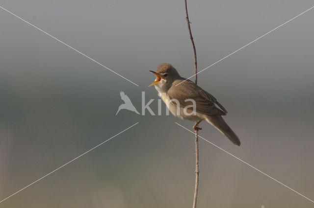 Bosrietzanger (Acrocephalus palustris)