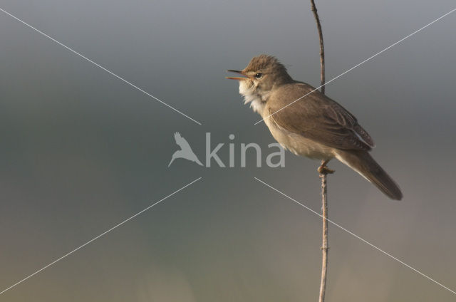 Bosrietzanger (Acrocephalus palustris)