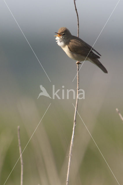 Bosrietzanger (Acrocephalus palustris)