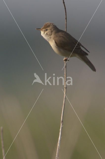 Bosrietzanger (Acrocephalus palustris)