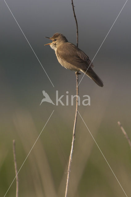 Bosrietzanger (Acrocephalus palustris)