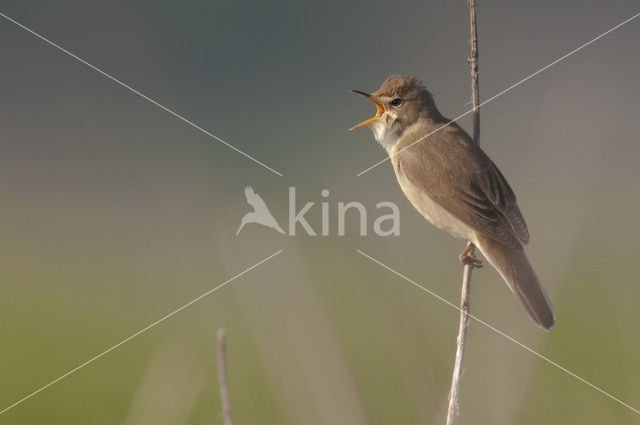 Bosrietzanger (Acrocephalus palustris)