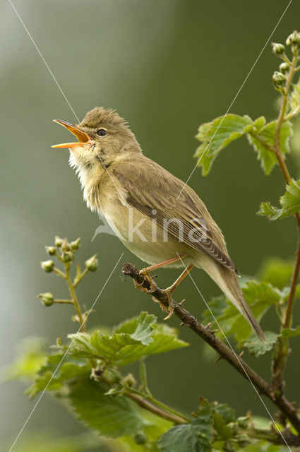 Bosrietzanger (Acrocephalus palustris)