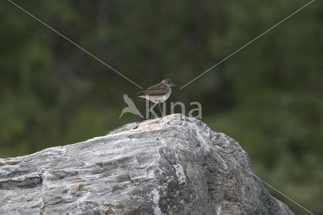 Bosruiter (Tringa glareola)